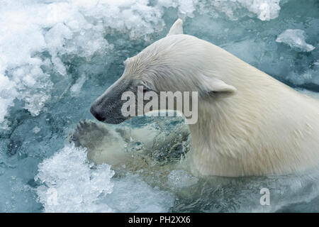 L'ours polaire (Ursus maritimus) nager à travers la banquise, archipel du Svalbard, Norvège Banque D'Images