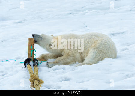 L'ours polaire (Ursus maritimus) inspection et à mâcher sur le poteau d'un navire d'expédition, l'archipel du Svalbard, Norvège Banque D'Images