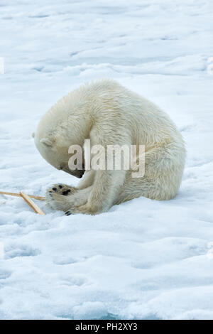 L'ours polaire (Ursus maritimus) inspection et à mâcher sur le poteau d'un navire d'expédition, l'archipel du Svalbard, Norvège Banque D'Images