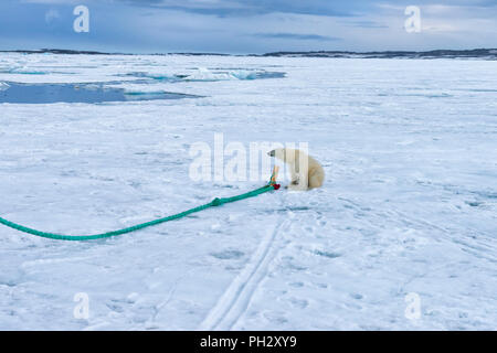 L'ours polaire (Ursus maritimus) inspection du pôle d'un navire d'expédition, l'archipel du Svalbard, Norvège Banque D'Images