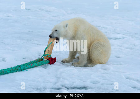 L'ours polaire (Ursus maritimus) inspection et à mâcher sur le poteau d'un navire d'expédition, l'archipel du Svalbard, Norvège Banque D'Images