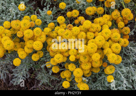 Santolina chamaecyparissus, traditionnelle des plantes médicinales sauvages aux fleurs jaunes Banque D'Images