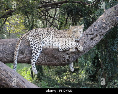 Rugissant leopard sauvage en Afrique du Sud Banque D'Images