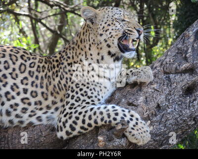 Rugissant leopard sauvage en Afrique du Sud Banque D'Images