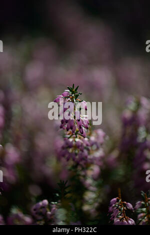 Erica carnea Jason Attwarer Banque D'Images