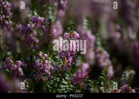 Erica carnea Jason Attwarer Banque D'Images