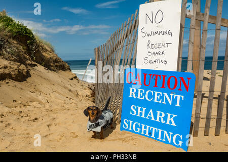 Dachshund Puppy dans un costume de requin à Cape Cod, Massachusetts. Banque D'Images