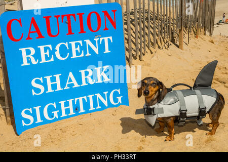 Dachshund Puppy dans un costume de requin à Cape Cod, Massachusetts. Banque D'Images