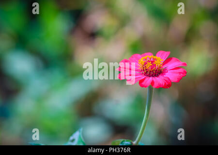 Belle fleur Zinnia rose unique vu de dessus en jardin d'été (Zinnia violacea Cav.) aux beaux jours. Banque D'Images