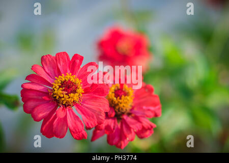 Belle Rose Rouge fleur Zinnia vu de dessus en jardin d'été (Zinnia violacea Cav.) aux beaux jours. Banque D'Images