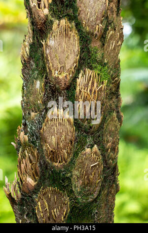 Fougère arborescente australienne (cyathea cooperi) gros plan de l'écorce du tronc - Davie, Floride, USA Banque D'Images