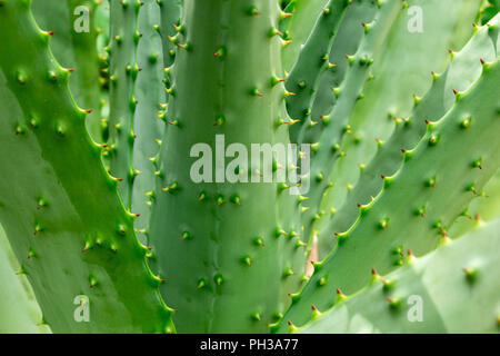 Bitter aloe (Aloe ferox) gros plan de l'usine - Davie, Floride, USA Banque D'Images