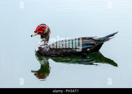 Le canard de Barbarie (Cairina moschata) baignade dans le lac - Wolf Lake Park, Davie, Floride, USA Banque D'Images