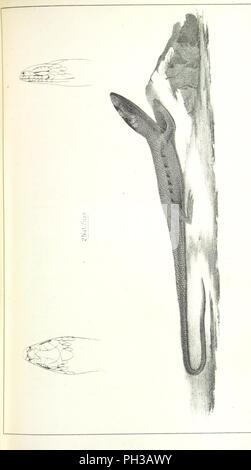 Libre à partir de la page 197 de "rapport d'une expédition vers le bas les Zuni et le fleuve Colorado par le capitaine L. Sitgreaves . Les illustrations. (Rapport sur . Histoire naturelle . par S. W. Woodhouse. Zoologie des mammifères et des oiseaux par S. W. Woodhou0019. Banque D'Images