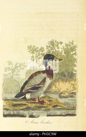 Libre à partir de la page 222 de "British Ornithology ; être l'histoire, avec une représentation en couleur de toutes les espèces connues d'oiseaux britanniques' . Banque D'Images