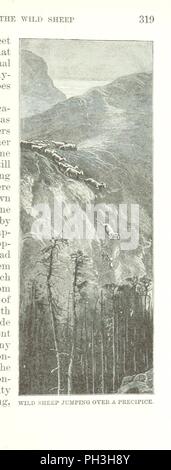 Libre à partir de la page 337 de "Les montagnes de la Californie. [Illustré.]' . Banque D'Images