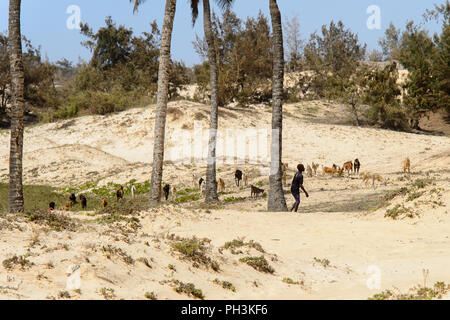 KAYAR, SÉNÉGAL - AVR 27, 2017 non identifié : garçon sénégalais broute les chèvres dans un beau village près de Kayar, au Sénégal Banque D'Images