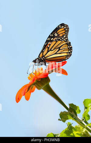 Papillon monarque sur tournesol mexicain Banque D'Images