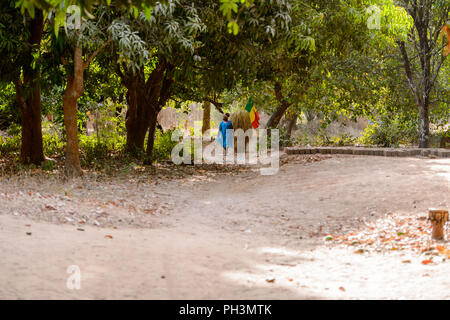 OUSSOUYE, SÉNÉGAL - Apr 30, 2017 : Des Sénégalais dans robe bleue marche avec un homme dans un costume de foin derrière dans la forêt sacrée près de Kaguit vil Banque D'Images