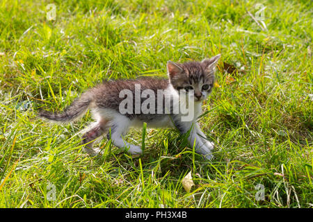 Cute kitten jouant dans le jardin Banque D'Images