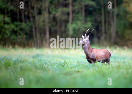 Red Deer dans une clairière Banque D'Images