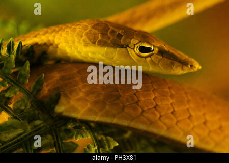 Close up of Oriental Whip Snake (Ahaetulla prasina) Banque D'Images