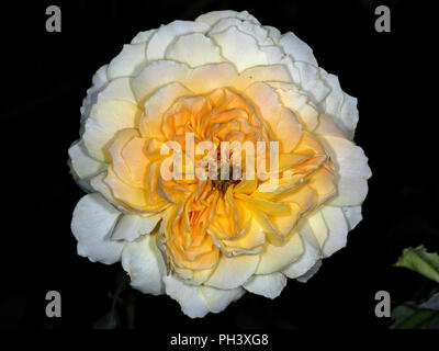 Fleurs roses Molineux en gros plan Banque D'Images