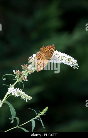 Marbled Fritillary butterfly (Brenthis daphne) sur Buddleia fleurs.à St Martial, Varen, Tarn et Garonne, l'Occitanie, la France en été (août) Banque D'Images