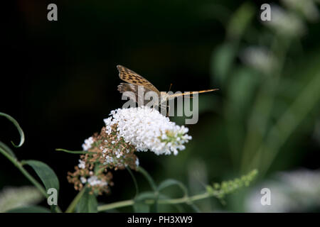 Marbled Fritillary butterfly (Brenthis daphne) sur Buddleia fleurs.à St Martial, Varen, Tarn et Garonne, l'Occitanie, la France en été (août) Banque D'Images