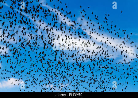 Volée d'oiseaux noirs sur un beau ciel bleu Banque D'Images