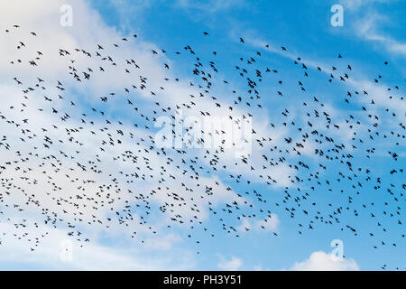 Troupeau d'étourneaux sur un beau ciel bleu Banque D'Images