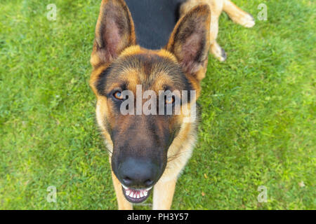 Gros plan sur drôle jeune berger allemand pose dans l'herbe et à la recherche dans une drôle de façon dans l'appareil photo Banque D'Images