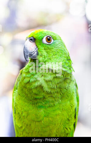 Asiatique Vert perroquet, marché aux oiseaux près de Mong Kok, Hong Kong, Chine Banque D'Images