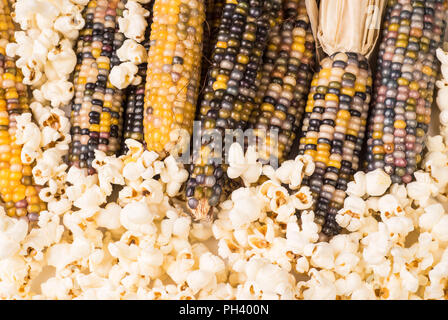 Tas de matières organiques multicolores séché des épis de maïs popcorn pop prêt à faire ou déjà avec grain de maïs soufflé Banque D'Images
