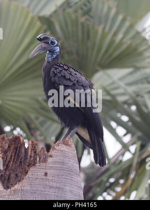 Black-casqued hornbill, Ceratogymna atrata, seul oiseau sur la branche, de l'Ouganda, août 2018 Banque D'Images