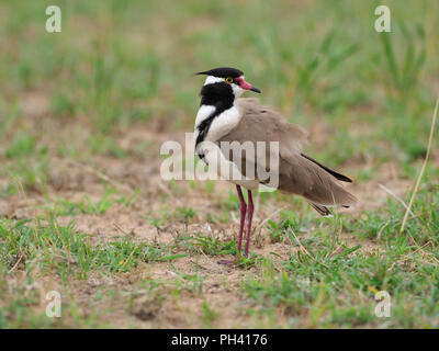 Pluvier à tête noire, Vanellus tectus, seul oiseau sur l'herbe, de l'Ouganda, août 2018 Banque D'Images