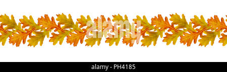 Modèle à partir de l'automne coloré sans feuilles de chêne isolated on white Banque D'Images