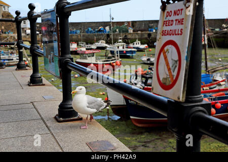 Une mouette se distingue par un avis interdisant l'alimentation de ces oiseaux à Mevagissey Harbour, Cornwall, UK. Banque D'Images