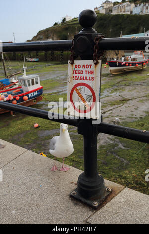 Une mouette se distingue par un avis interdisant l'alimentation de ces oiseaux à Mevagissey Harbour, Cornwall, UK. Banque D'Images