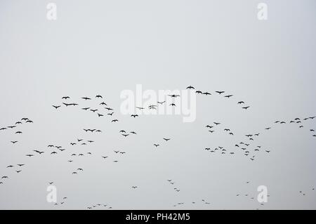 Vol magnifique d'un troupeau d'oiseaux migrateurs au réservoir Junam, Corée Banque D'Images