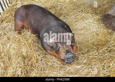 Un cochon marron à jeter à Hay à la plume Banque D'Images