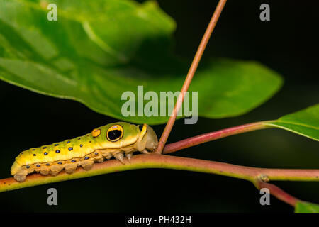 Caterpillar machaon Spicebush (Papilio troilus) Banque D'Images