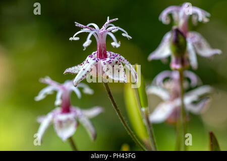 Toad Lily - Tricyrtis formosana - North Carolina Arboretum, Asheville, Caroline du Nord, États-Unis Banque D'Images