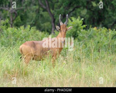 Bubale Alcelaphus buselaphus, Jacksons, seul mammifère de l'herbe, l'Ouganda, août 2018 Banque D'Images