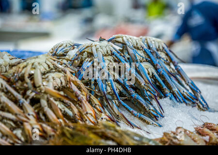 Crabe bleu au marché de poissons de Dubaï Banque D'Images