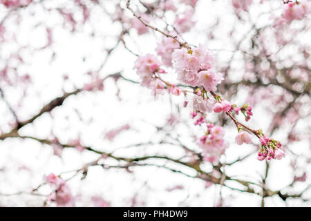 Cherry Tree brunchs rempli de fleurs rose de rêve avec le mélange avec le flou d'arrière-plan blanc Banque D'Images