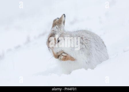 Lièvre variable (Lepus timidus). Des profils en blanc manteau d'hiver (le pelage) dans la neige, le toilettage. Le Parc National de Cairngorms, en Écosse Banque D'Images