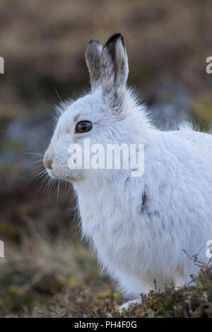 Lièvre variable (Lepus timidus). Portrait d'adulte en manteau d'hiver blanc (le pelage). Le Parc National de Cairngorms, en Écosse Banque D'Images