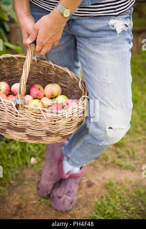 Gros plan du vintage avec panier de pommes biologiques dans les mains de la femme. Jardin de la récolte. L'été. à l'extérieur. Femme tenant un gros panier de fruits. Lifesty sain Banque D'Images