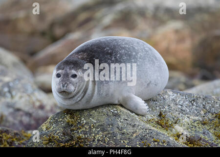 Phoque commun (Phoca vitulina). Des profils reposant sur un rocher près de la côte. Svalbard, Norvège Banque D'Images